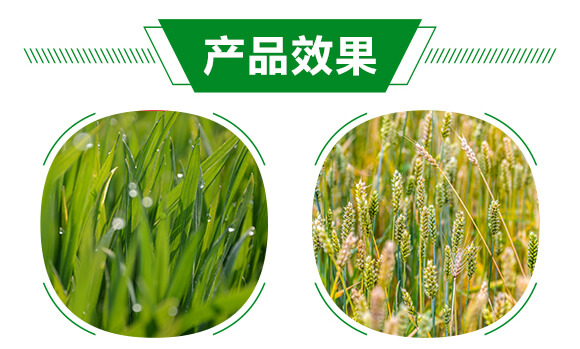 薊馬、跳甲生物制劑-薊甲3號-悅地豐生物_05