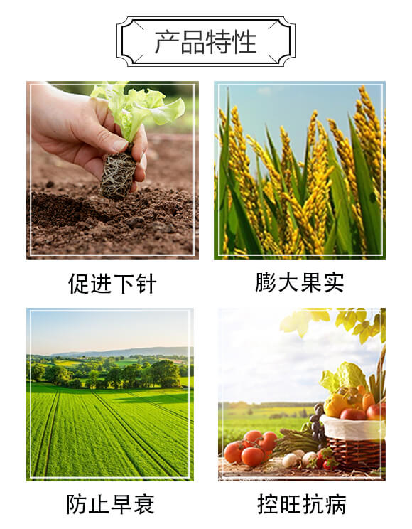 15%多效唑+20%矮壯·甲哌鎓-正世矮胖墩-寶典實(shí)業(yè)_03