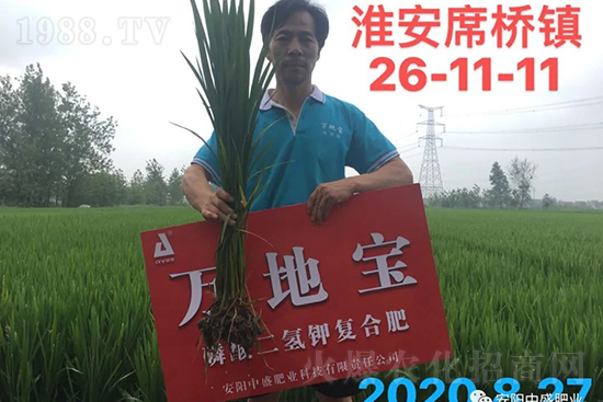 水稻分蘗不好對產(chǎn)量有多大影響？促進水稻分蘗怎么做？