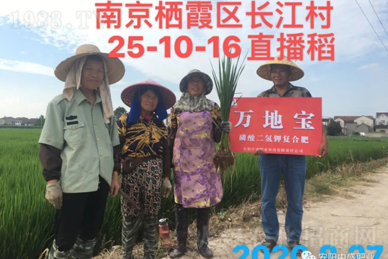 水稻分蘗不好對產(chǎn)量有多大影響？促進水稻分蘗怎么做？