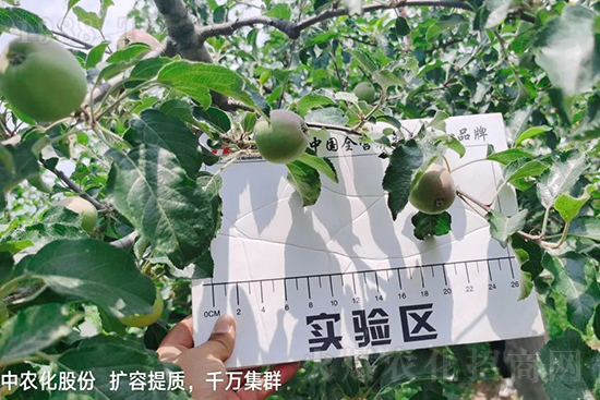 果實套袋后可減少農(nóng)藥殘留,改善果子的外觀品質(zhì),可大大提高果品賣相,更容易出售并賣出高價,所以果樹套袋目前仍然是我國果園的主要管理方法,套袋蘋果表光就是好,也少病害。