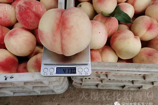 桃樹(shù)落果怎么辦?桃樹(shù)落果原因及預(yù)防方法