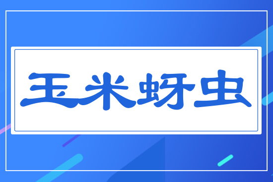 玉米蚜蟲(chóng)